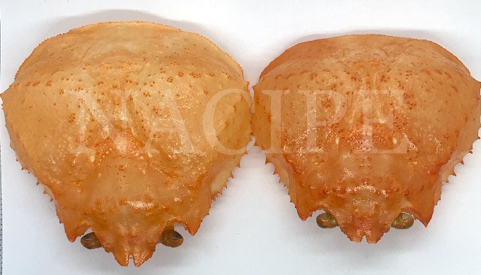 Nacipe- Korean Red Snow Crab Shell Cleaned and Graded is cleaned and graded in a food-grade factory ...