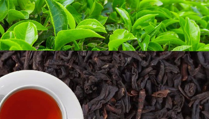 contact for all varieties of tea from India.