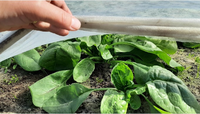 cover materials, crop protection, early harvesting