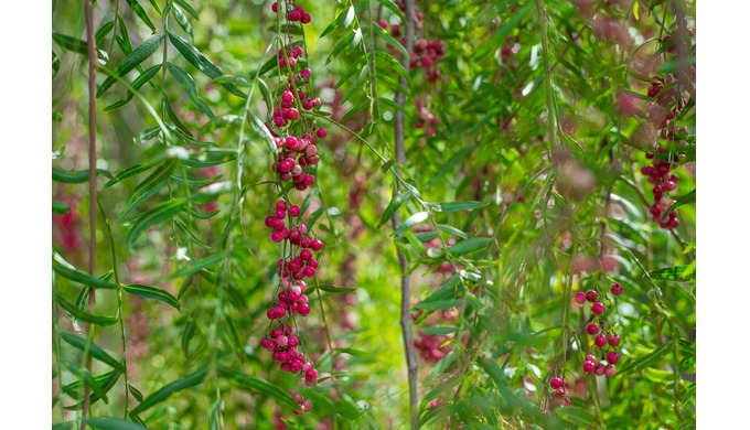 Pink Peppercorn tambièn llamado Schinus Molle utilizado en la elaboraciòn de aceites esenciales.
