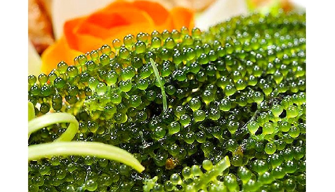 Product Type: Seaweed Variety: NORI Style: Fresh Cultivation Type: COMMON Processing Type: CHOPPED P...