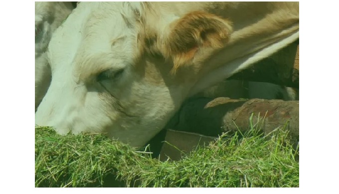 Aditivos para alimentación animal - Iberidia