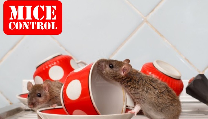 Bon Accord provides specialist pest control services to individuals and businesses throughout London...