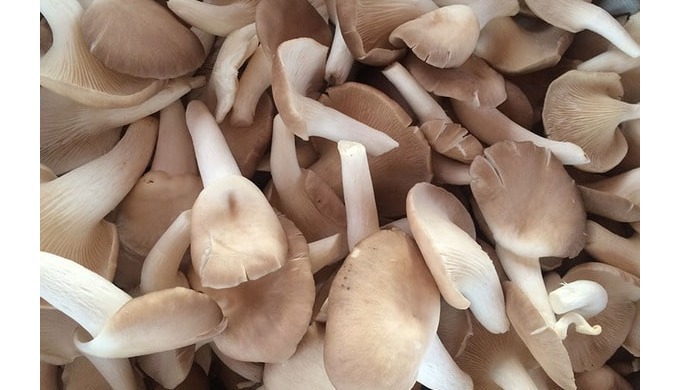 Product Type: MUSHROOMS Type: Oyster Mushroom Style: Dried Color: White Source: Cultivated Part: WHO...