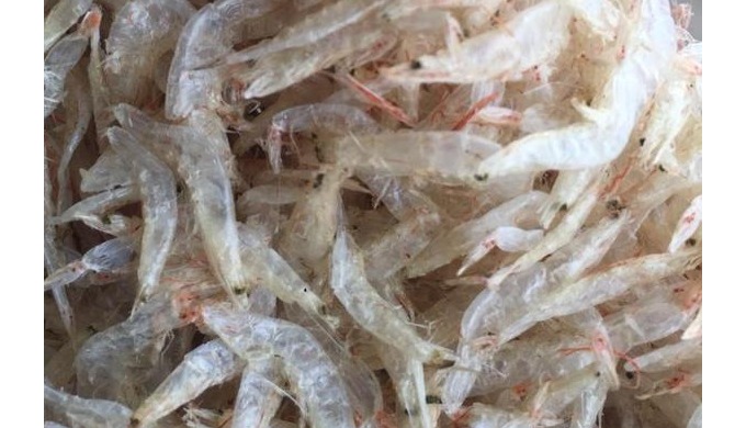 Type: Shrimp Variety: Vannamei Shrimp Style: Dried Processing Type: Fried Packaging: Bag Drying Proc...