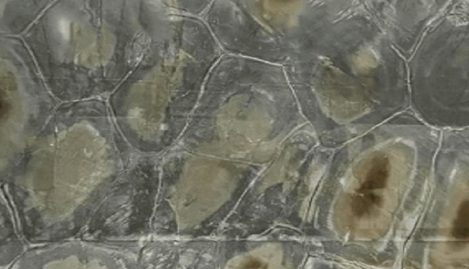 Brezilian Turtle Marble