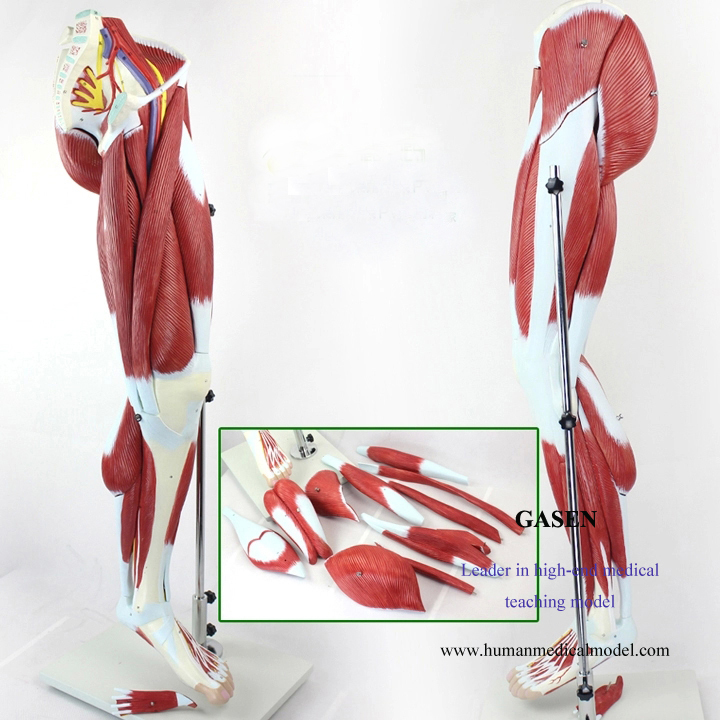 1. The model shows the anatomy of the muscle,leg muscle intact superficial,deep tissue morphology an...