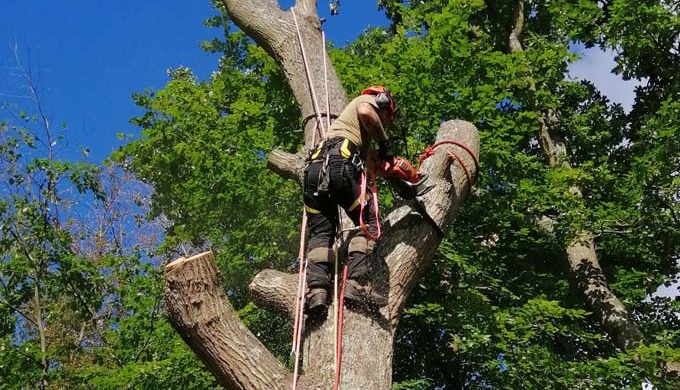 Tree surgery is the technique of trimming and treating old or damaged trees in order to preserve and...