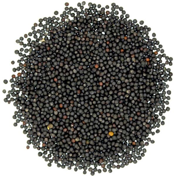 Seminte rapita, pentru indistria extractiei de ulei vegetal, productia de furaje si nutreturi combin...