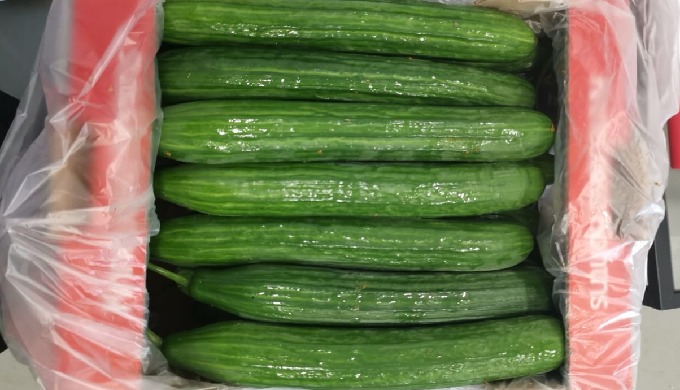 Discover our Cucumbers long and knossos