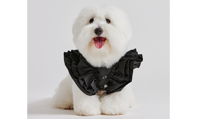 papillon ruffle bomber
