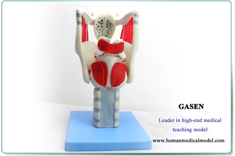 The model shows a continuous, laryngeal muscles and other structures laryngeal cartilage throat, lar...