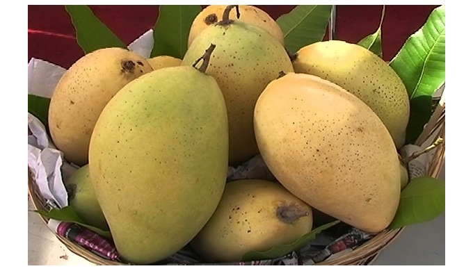 Style: fresh Type: MANGO Taste: sweet, Delicious Sweet Shape: Oval, Flattened Oval Shape Drying Proc...