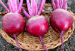 Uniform round crimson red colored firm and thin skin roots with average weight of 130-150 g. Comes t...