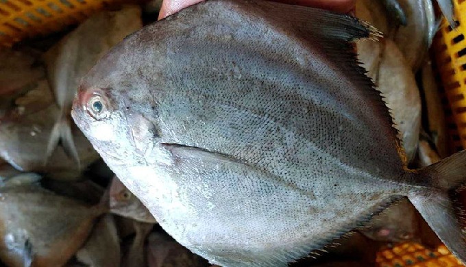 Origin: Nghe An province, Vietnam Ingredient: Fish Shelf Life: 24 months. Part: Whole Packing: Froze...