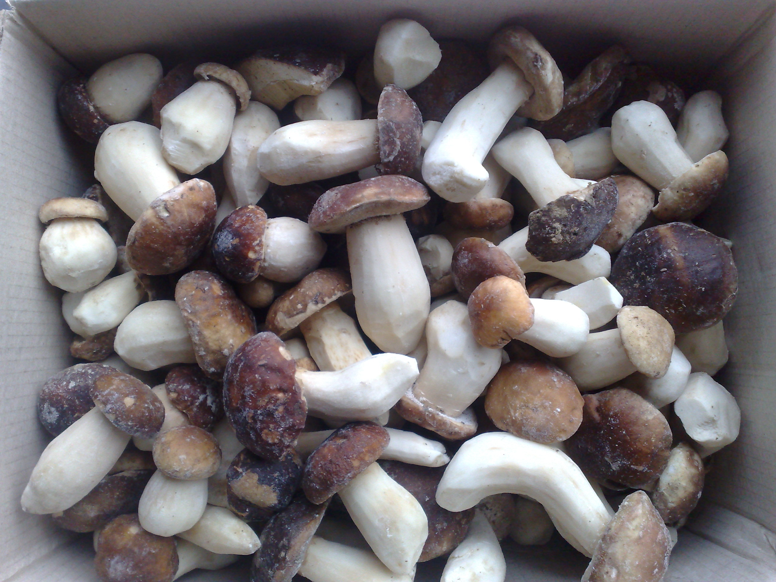 замороженные белые грибы фото