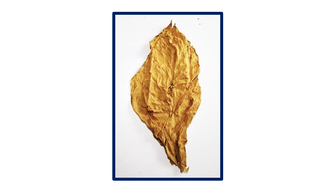 Tabaco Virginia para industria del cigarrillo. Disponible como Loose Leaf (hoja entera) o hand-strip...