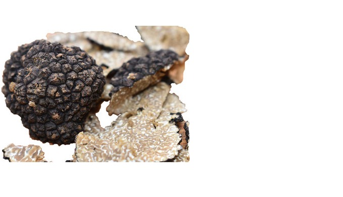 Die Sommertrüffel (Tuber aestivum) wird von den Trüffelsuchern mit ihren Hunden sorgfältig geerntet ...