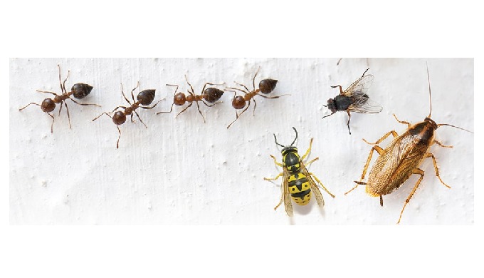 Notre société adopte une démarche éco-responsable pour lutter contre les insectes nuisibles : blatte...
