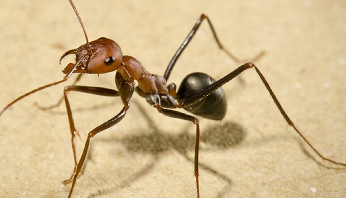 Les fourmis peuvent se reproduisent rapidement et se déplacent en nombre. Elles peuvent vite venir e...