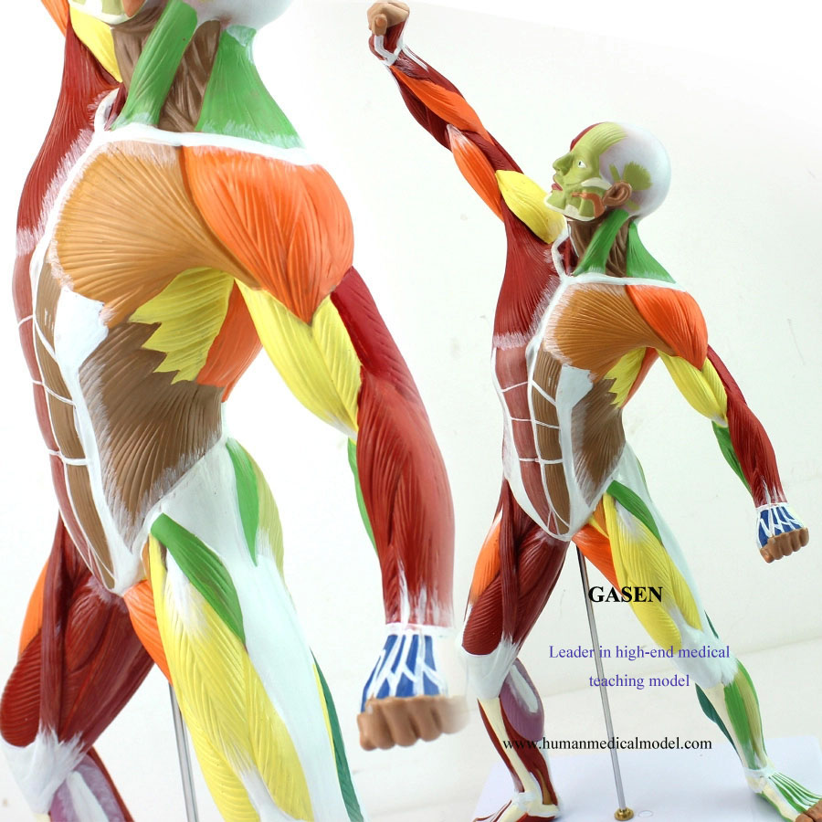 1.The model shows the systemic muscle and the exercise muscle in the body，and the new design of the ...