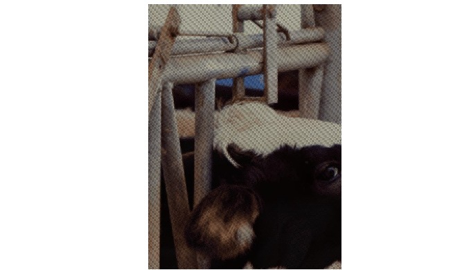 Aditivos para el Control de Micotoxinas LIPTOSA