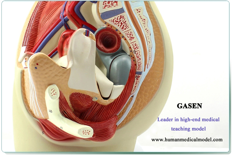 Pelvic Cavity Anatomical Model - Model Human Female Uterus Genitourinary  Lifesize - 3 Parts, Textbooks Medical Training, Educational Material :  : Industrial & Scientific