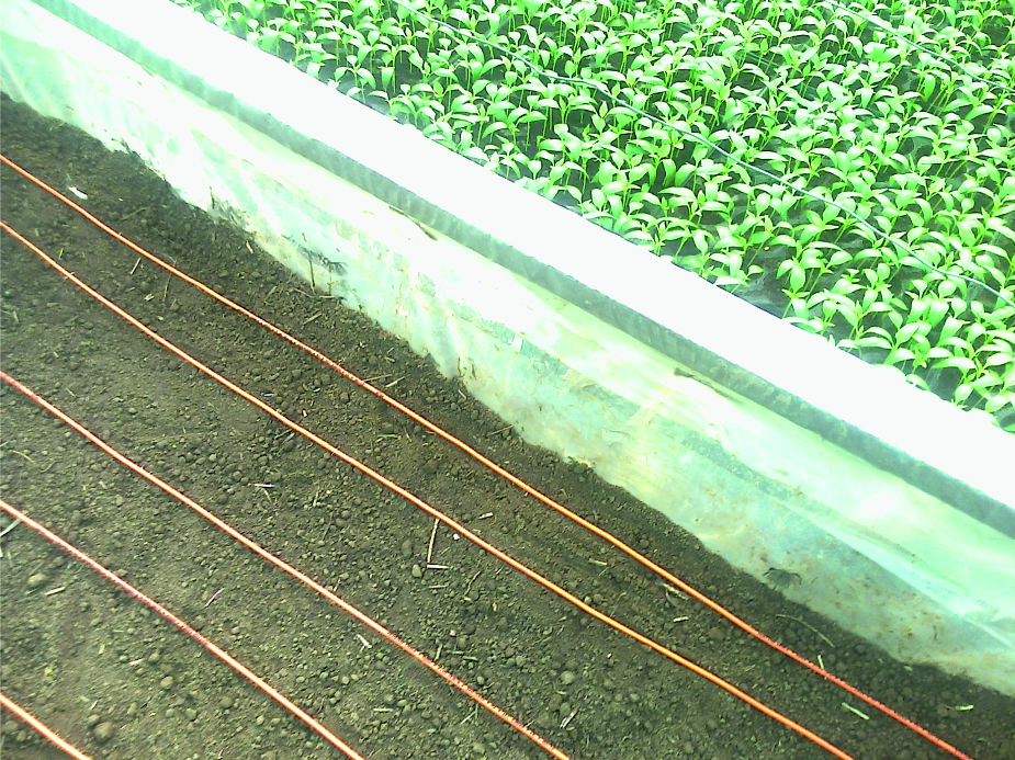 Sistemele electrice de incalzire in pardoseala sunt utilizate cu succes in agricultura, in sere, pen...
