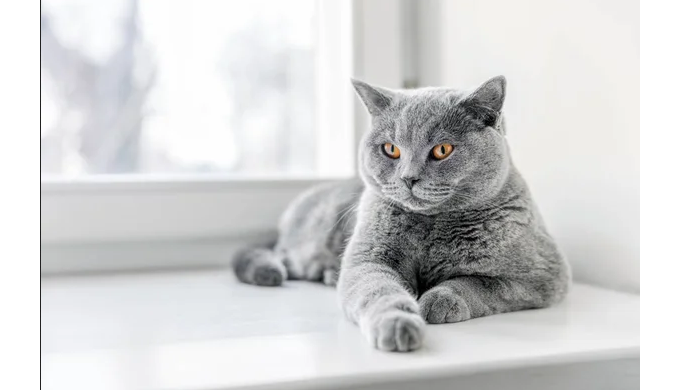 Британські короткошерсті коти - одні з найчарівніших і наймиліших кошенят на планеті. То чому ж нам ...