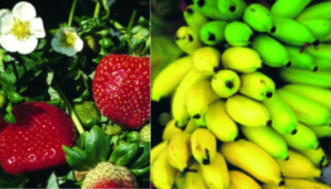 Importation et distribution d'Agrofournitures au Maroc avec plus d'un millier d'articles, le Comptoi...