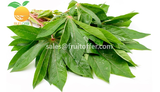Product: Frozen Cassava Leaf / Saka Saka Export Type: FROZEN, Delivered via Sea Container 20'FCL / 4...