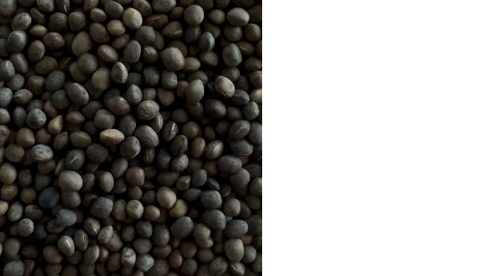 Vetch