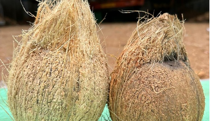 Coconut husks offer several benefits, including uses in traditional medicine, as a natural gardening...