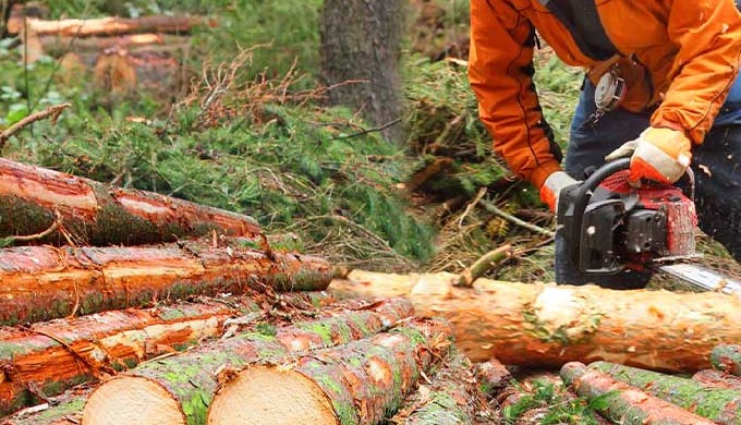 Our team at Rotherham Lot Clearing is dedicated to the meticulous clearing and preparation of land p...