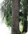 Lokalproducerad råvara Skogen är vårt arv och vår framtid! HAL köper in timmer med ett självpåtaget ...