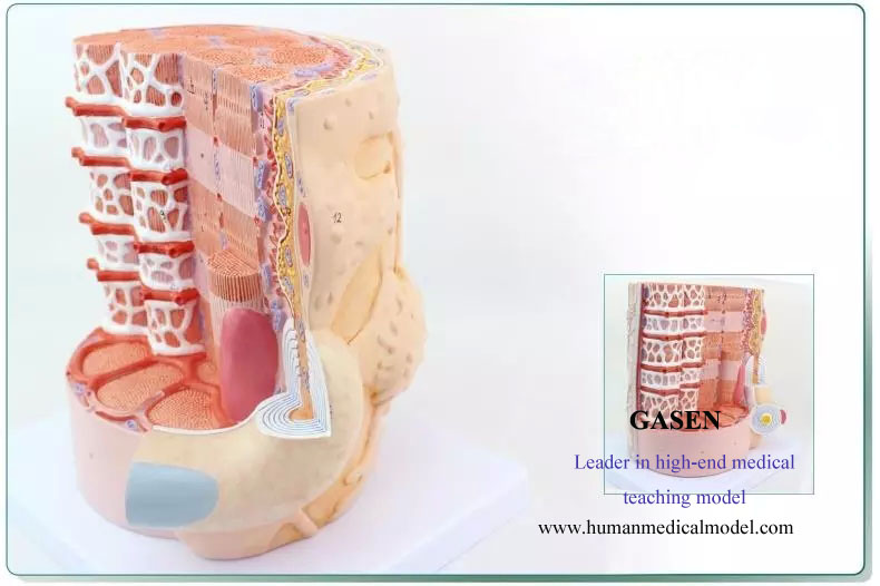 1.The extremely detailed models put about a million times to show some skeletal muscle fibers and ne...