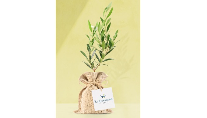 OLIVE TREE TO PLANT IN JUTE BAG