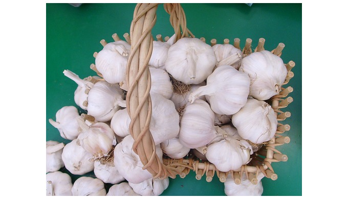 Style: Fresh, Fresh Type: Garlic, Liliaceous Vegetabless Product Type: Liliaceous Vegetabless Cultiv...