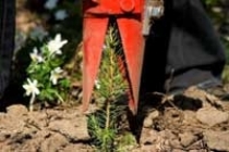 Vi hjälper er naturligtvis med planteringen om ni så önskar. Vi har stor erfarenhet av all slags pla...