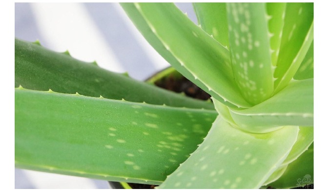 Informations : Common name : Aloe vera / Aloès Latin / scientific name : Aloe vera Origin : arabian ...