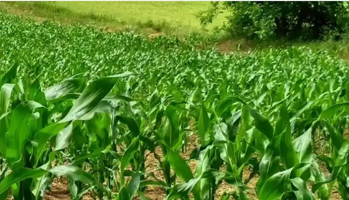 Bienvenidos al futuro de la consultoría agrícola con Alfagro, una marca de Beta Asesores. Estamos li...