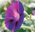 [RASTEM]: Purpose for Anti-aging agent RASTEM is derived from nature as anti-aging agent. It is Morn...