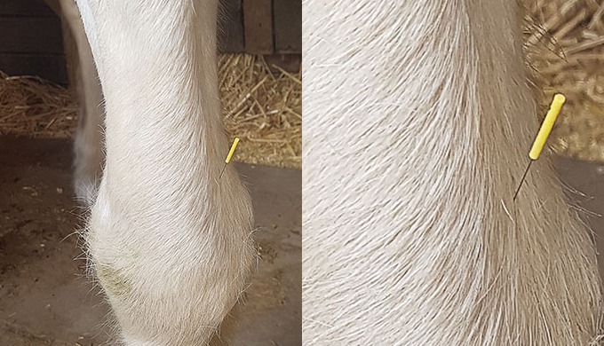 Tierheilkunde & Tierphysiotherapie in Arnsberg.🐶🐱🐹🐴 Schnauze, Fell und Pfoten ist eine umfra...