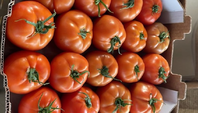 Ripe for a life tip! 🍅 Did you know tomatoes are the secret ingredient for a healthier you? 🌱 Disc...