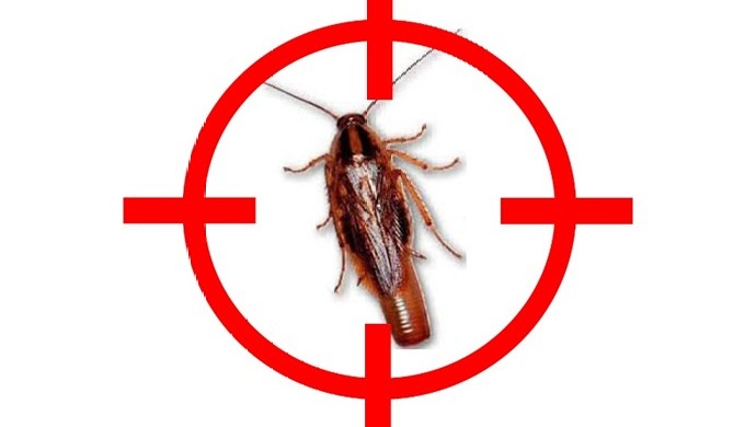 Ils sont nombreux les insectes à vous pourrir la vie. Blattes, cafards, foumis, puces, punaise de li...