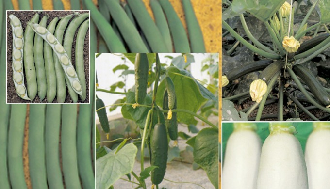 Importation et distribution d'Agrofournitures au Maroc avec plus d'un millier d'articles, le Comptoi...