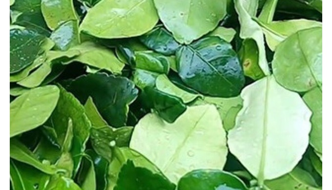 Product Type: Single Herbs & Spices Drying Process: AD Style: Dried Processing Type: Raw Shape: ...