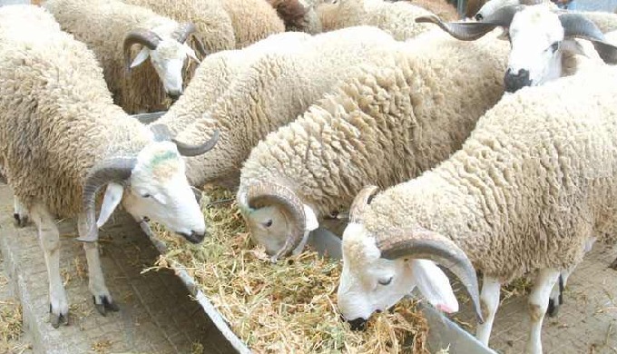 Aliments et concentrés pour moutons et chèvres