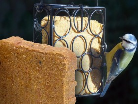 Graisses pour oiseaux 