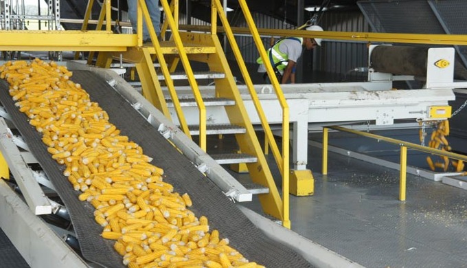 Corn Seed Dryer Services